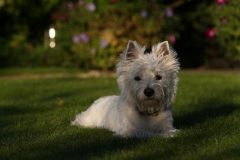 Terrier - West Highland White