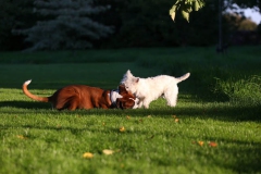 Terrier - West Highland White