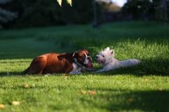 Terrier - West Highland White