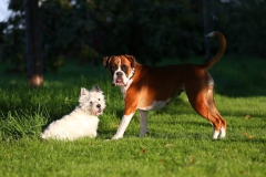 Terrier - West Highland White