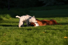 Terrier - West Highland White