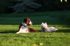 Terrier - West Highland White