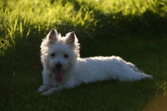 Terrier - West Highland White