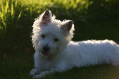 Terrier - West Highland White