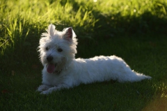 Terrier - West Highland White