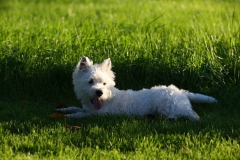 Terrier - West Highland White