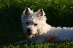 Terrier - West Highland White