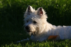 Terrier - West Highland White