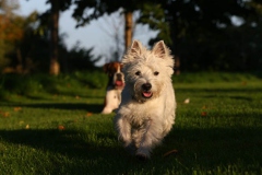 Terrier - West Highland White