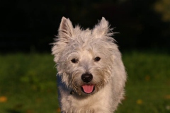 Terrier - West Highland White