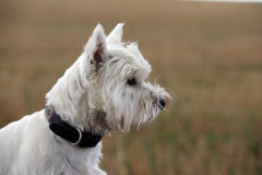 Terrier - West Highland White