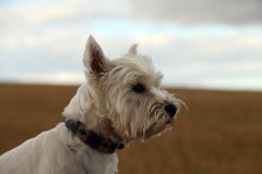 Terrier - West Highland White