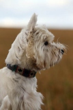 Terrier - West Highland White