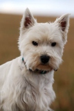 Terrier - West Highland White