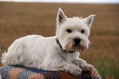 Terrier - West Highland White