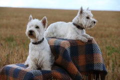 Terrier - West Highland White