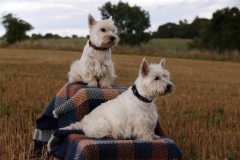 Terrier - West Highland White