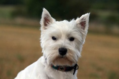 Terrier - West Highland White