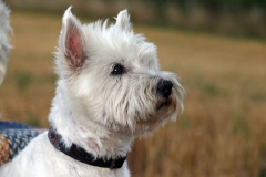 Terrier - West Highland White