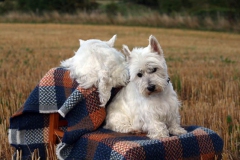 Terrier - West Highland White