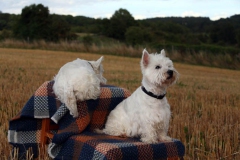 Terrier - West Highland White