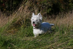 Terrier - West Highland White