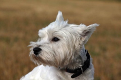 Terrier - West Highland White