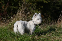 Terrier - West Highland White