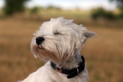 Terrier - West Highland White