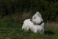 Terrier - West Highland White