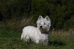 Terrier - West Highland White