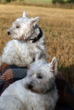 Terrier - West Highland White