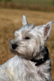 Terrier - West Highland White