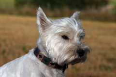 Terrier - West Highland White