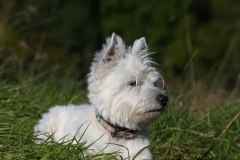 Terrier - West Highland White