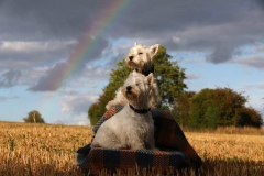 Terrier - West Highland White