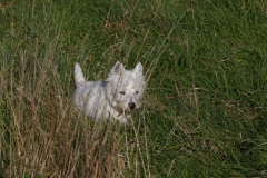 Terrier - West Highland White