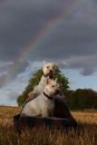 Terrier - West Highland White