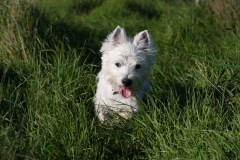 Terrier - West Highland White