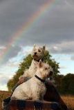 Terrier - West Highland White