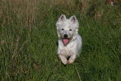 Terrier - West Highland White