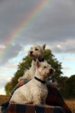 Terrier - West Highland White