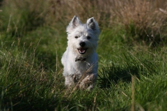 Terrier - West Highland White