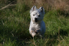 Terrier - West Highland White