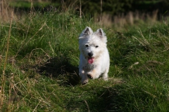 Terrier - West Highland White