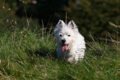 Terrier - West Highland White