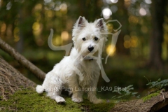 Terrier - West Highland White