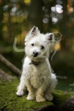 Terrier - West Highland White