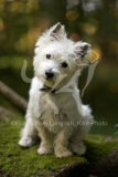 Terrier - West Highland White