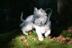 Terrier - West Highland White